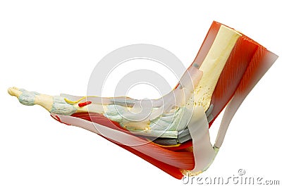 Human right foot muscles anatomy isolated with clipping path. Stock Photo