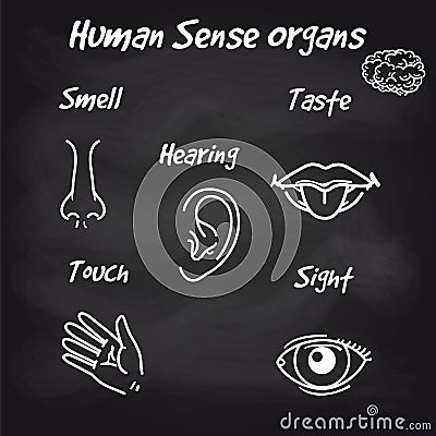 Human sense organs on chalkboard background Vector Illustration