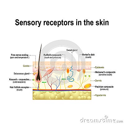 Human sensory system in the skin. Vector Illustration