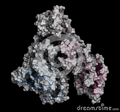 Human serum albumin protein, 3D rendering. Cartoon representation combined with semi-transparent surfaces. Stock Photo