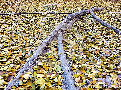 Human-Shape Tree Root Stock Photo