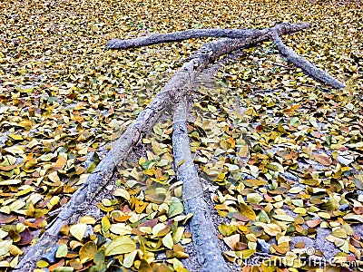 Human-Shape Tree Root Stock Photo