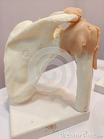 Human shoulder joint , showing scapula ,humerus and capsular ligament and deltoids ligament, a model representation Stock Photo