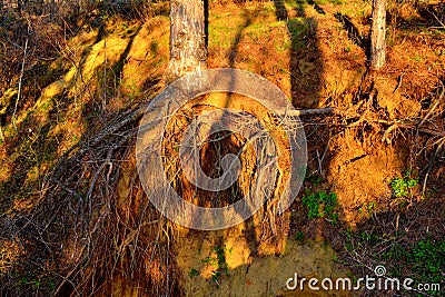 Human silhouette under hanging tree roots Stock Photo