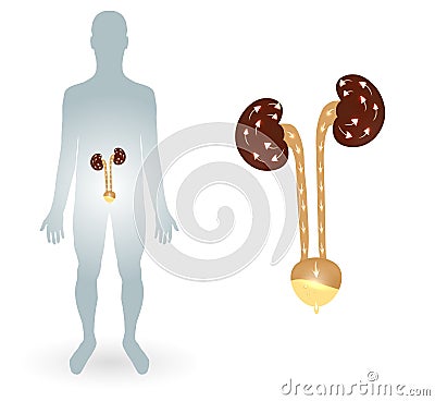 Human silhtouette and urinary system Vector Illustration