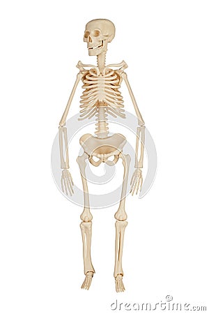 Human skeleton Stock Photo