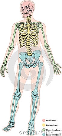 Human skeleton Vector Illustration