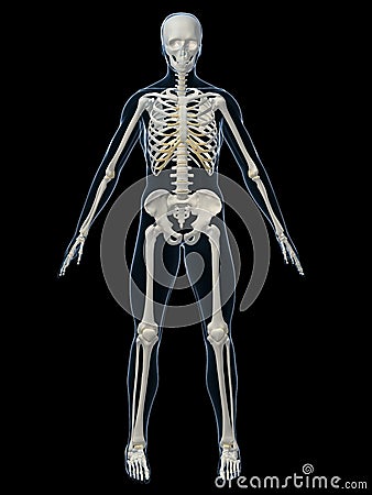 Human skeleton Cartoon Illustration