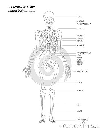 The human skeleton anatomy study concept black linear high details design Stock Photo