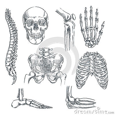 Human skeleton, bones and joints. Vector sketch isolated illustration. Hand drawn doodle anatomy symbols set Vector Illustration