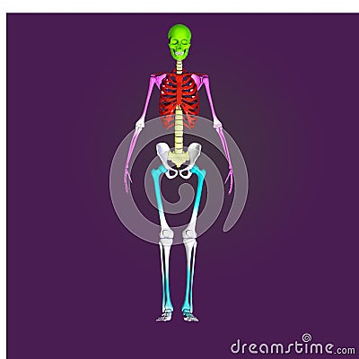 Human skeleton Cartoon Illustration