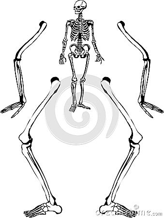 Human skeleton drawing Vector Illustration