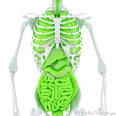 Human skeleton with internal organs. . Contains clipping path Stock Photo