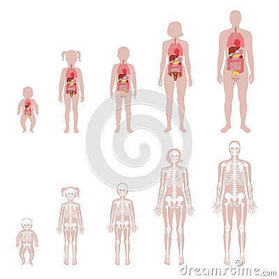 Human skeleton and internal organs Vector Illustration