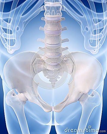 The human skeleton - the lumbar spine Cartoon Illustration