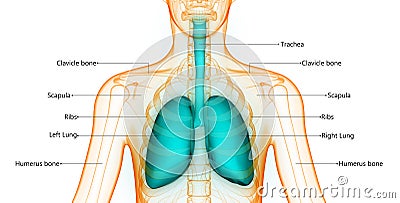 Human Skeleton with Lungs Anatomy Stock Photo