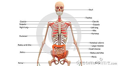Human Skeleton with Organs Anatomy Stock Photo
