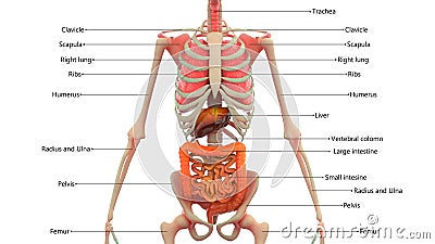 Human Skeleton with Organs Anatomy Stock Photo