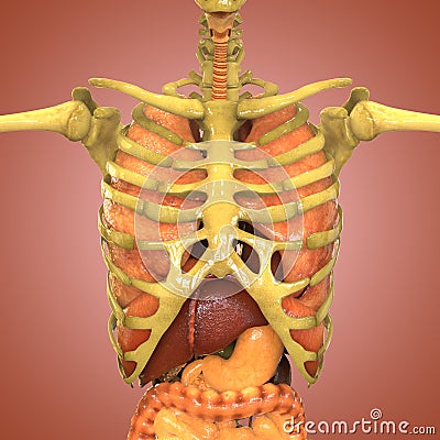 Human Skeleton with Organs (Lungs, Liver, Large and Small Intestine with Kidneys) Stock Photo