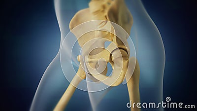 Human skeleton pelvic area visualization. Left side. Stock Photo