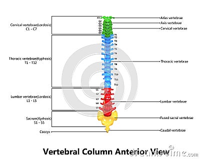 Human Skeleton Spinal cord Anatomy with Detailed Labels (Anterior view) Stock Photo