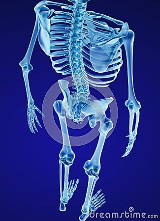 Human skeleton, spine and scapula. Medically accurate 3D illustration Cartoon Illustration