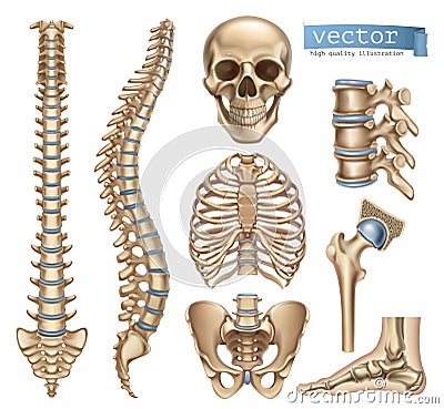 Human skeleton structure. Skull, spine, rib cage, pelvis, joints. 3d vector icon set Vector Illustration