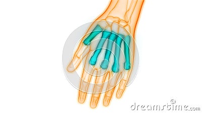 Human Skeleton System Metacarpal Bone Joints Anatomy Stock Photo