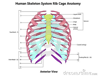 Human Skeleton System Rib Cage Described with Labels Anatomy Anterior View Stock Photo