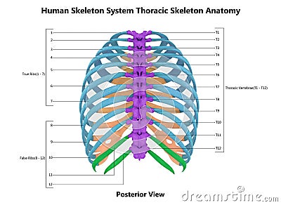 Human Skeleton System Thoracic Skeleton Described with Labels Anatomy Posterior View Stock Photo