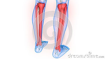 Human Skeleton System Tibia and Fibula Bone Joints Anatomy Stock Photo