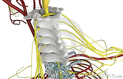 Human Skeleton System Vertebral Column Cervical Vertebrae Anatomy Cartoon Illustration