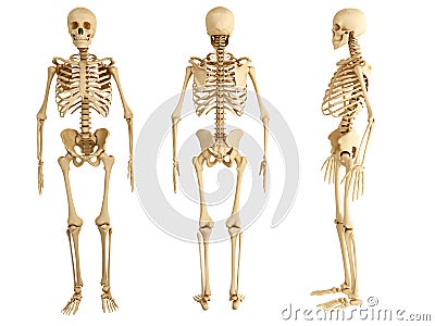 Human skeleton Stock Photo
