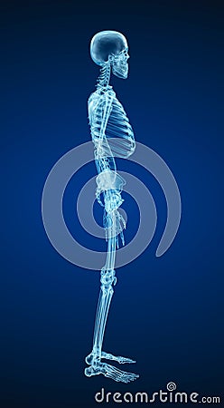 Human skeleton, xray view. Medically accurate Cartoon Illustration