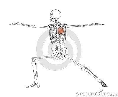 Human skeleton in yoga position. Stock Photo