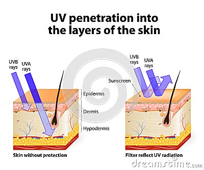 Human skin. Of absorbing and reflected uv rays Vector Illustration