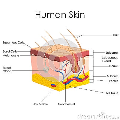 Human Skin Anatomy Vector Illustration