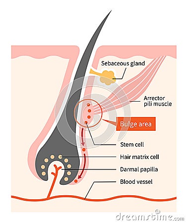 Human skin and hair anatomy illustration. hair bulge stem cells generate hair grow. Medical, beauty, and educational use Vector Illustration