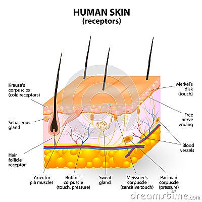 Human skin layer vector cross section Vector Illustration