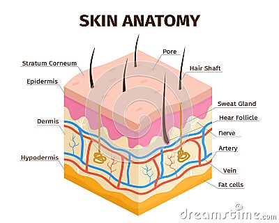 Human skin layers anatomy, dermis, epidermis and hypodermis tissue. Skin structure, veins, sweat pores and hair Vector Illustration