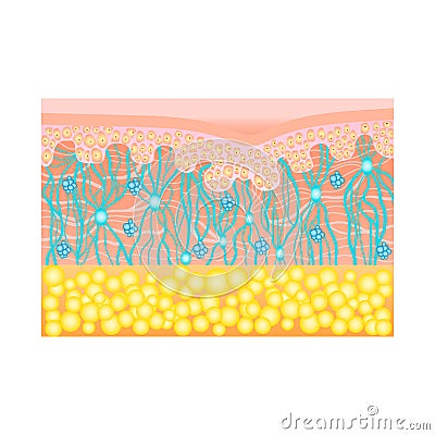 Human skin structure with collagen and elastane fibers, hyaluronic acids, fibroblasts. Schematic illustration. Layers of Vector Illustration