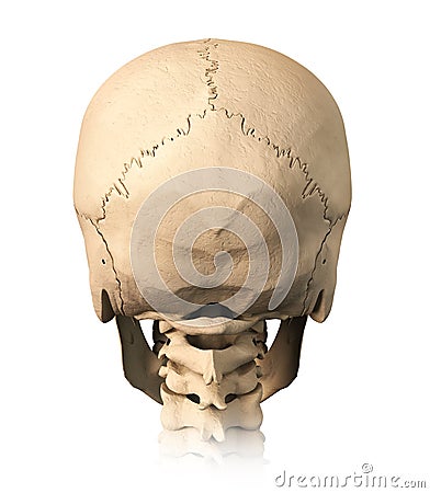 Human Skull, Back View. Royalty Free Stock Photos - Image: 22411188
