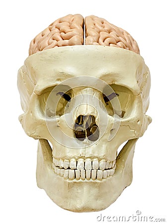 Human Skull With Brain Stock Photography - Image: 13610372