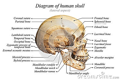 Human skull diagram Stock Photo