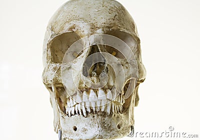 Human skull head Stock Photo