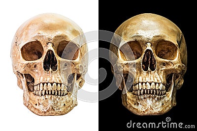 Human skull isolated Stock Photo