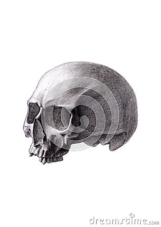 Human skull isolated on white background Vector Illustration