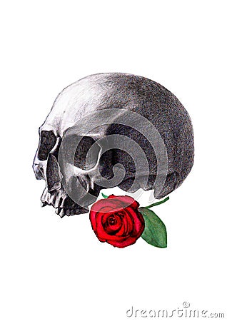 Human skull and red rose on white background Vector Illustration