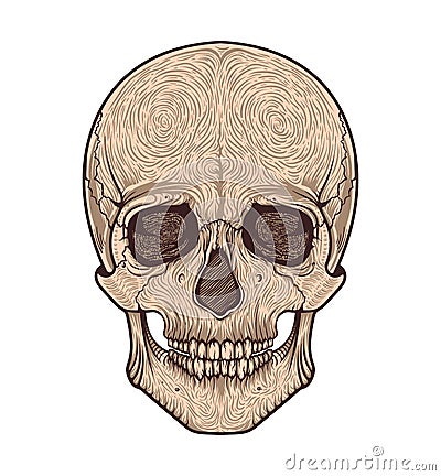 Human skull tribal style.Tattoo blackwork. Vector hand drawn illustration. Vector Illustration