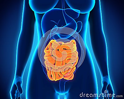 Human Small Intestine Anatomy Stock Photo